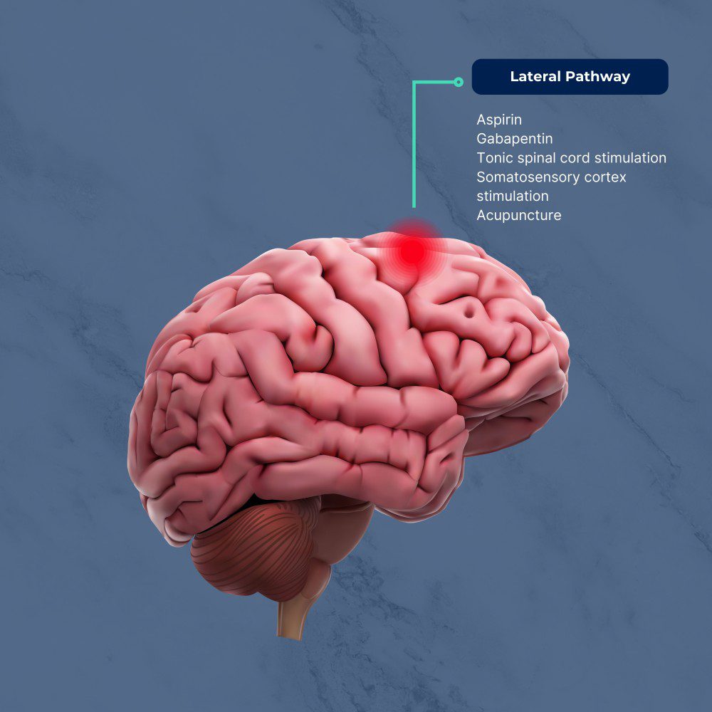 Brain Lateral Pathway