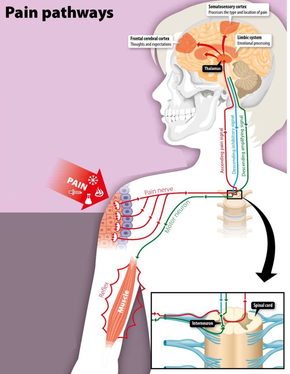 Pain pathways in the body