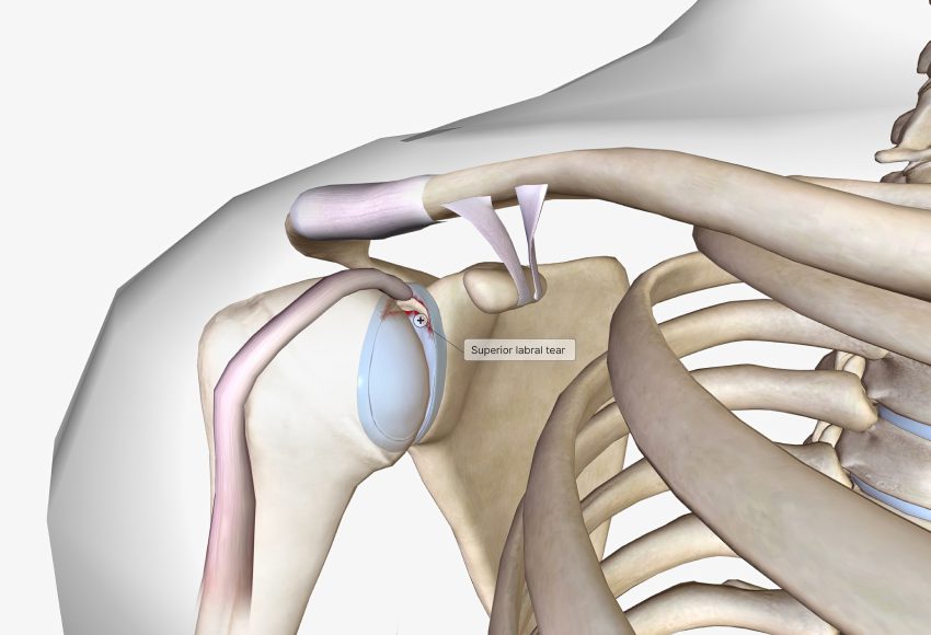 Anatomy of the Shoulder